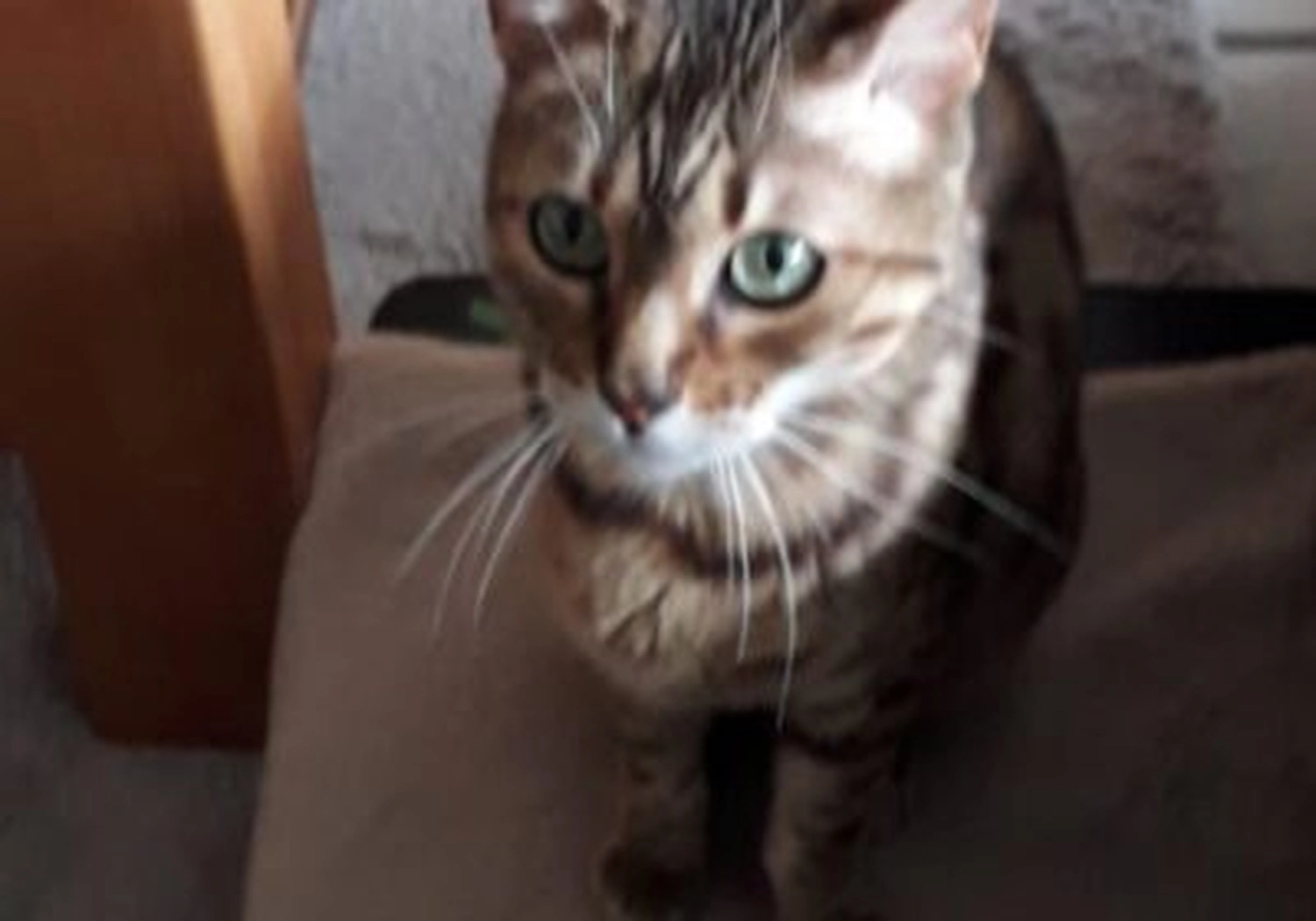 Tierschutzorganisation Arche 90 e.V. - Amy Katze