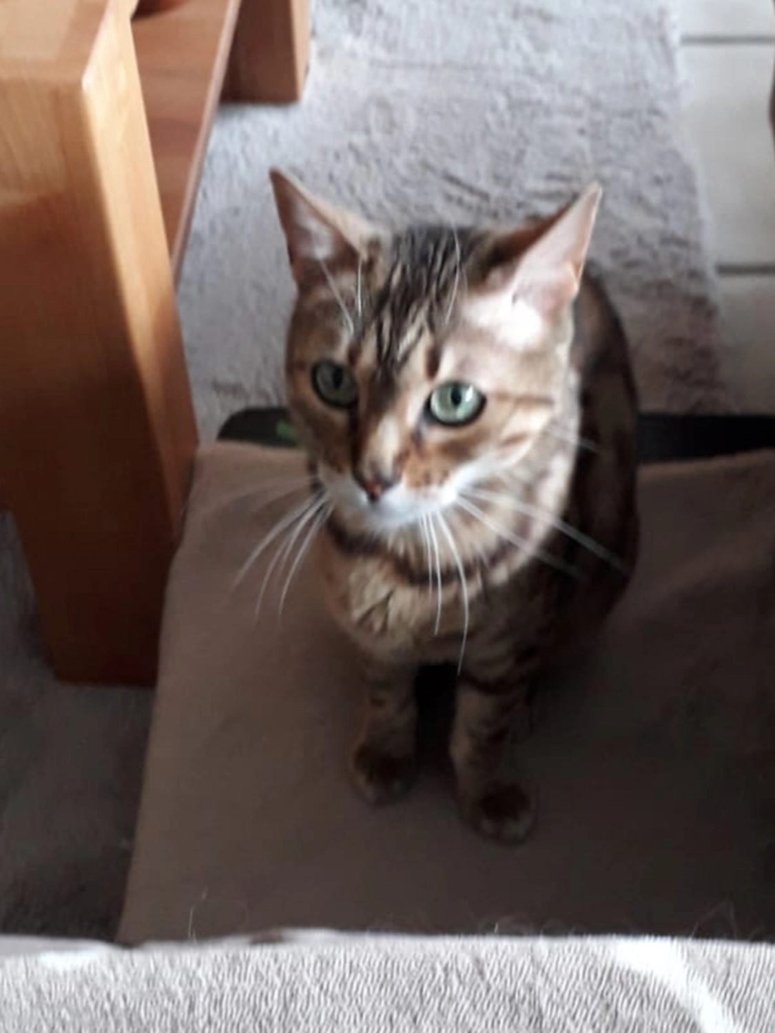 Tierschutzorganisation Arche 90 e.V. - Amy Katze