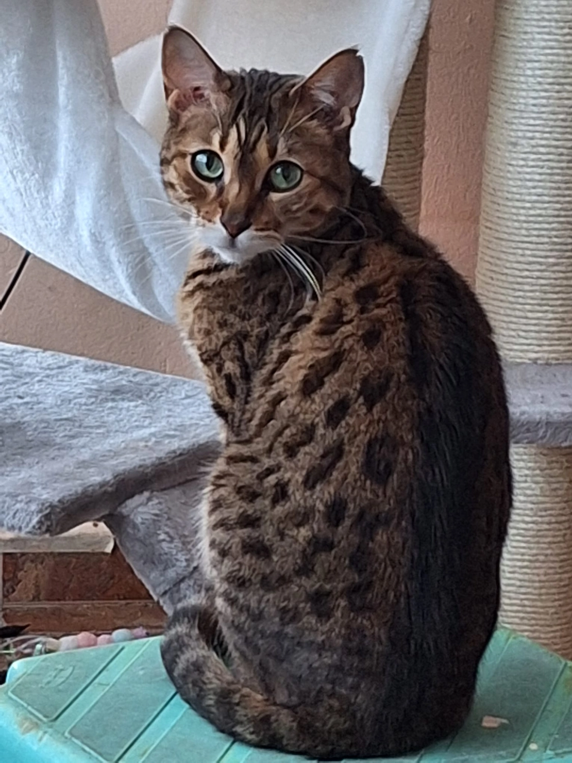 Tierschutzorganisation Arche 90 e.V. - Amy Katze
