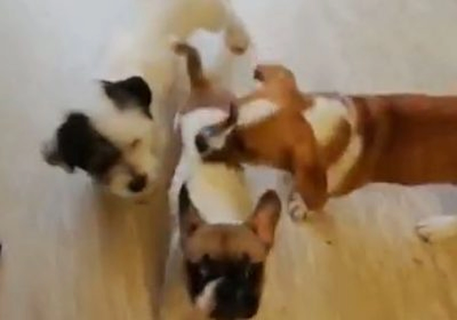 Tierschutzorganisation Arche 90 e.V. - Hund