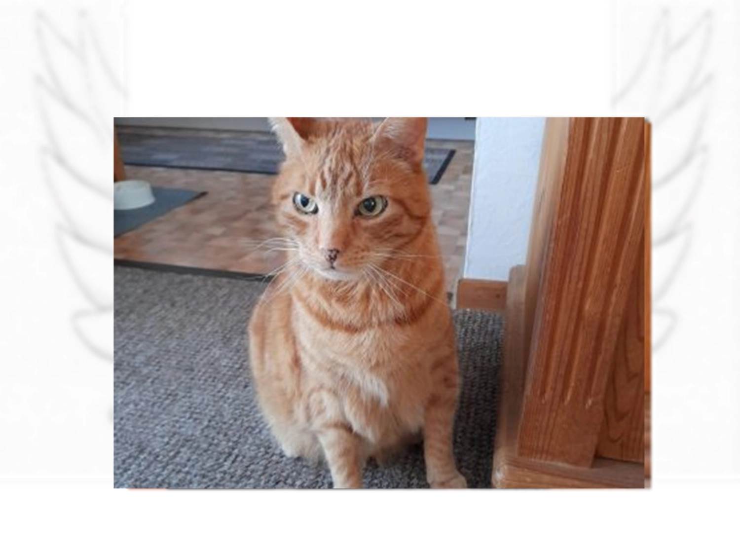 Tierschutzorganisation Arche 90 e.V. - Kater Clemens