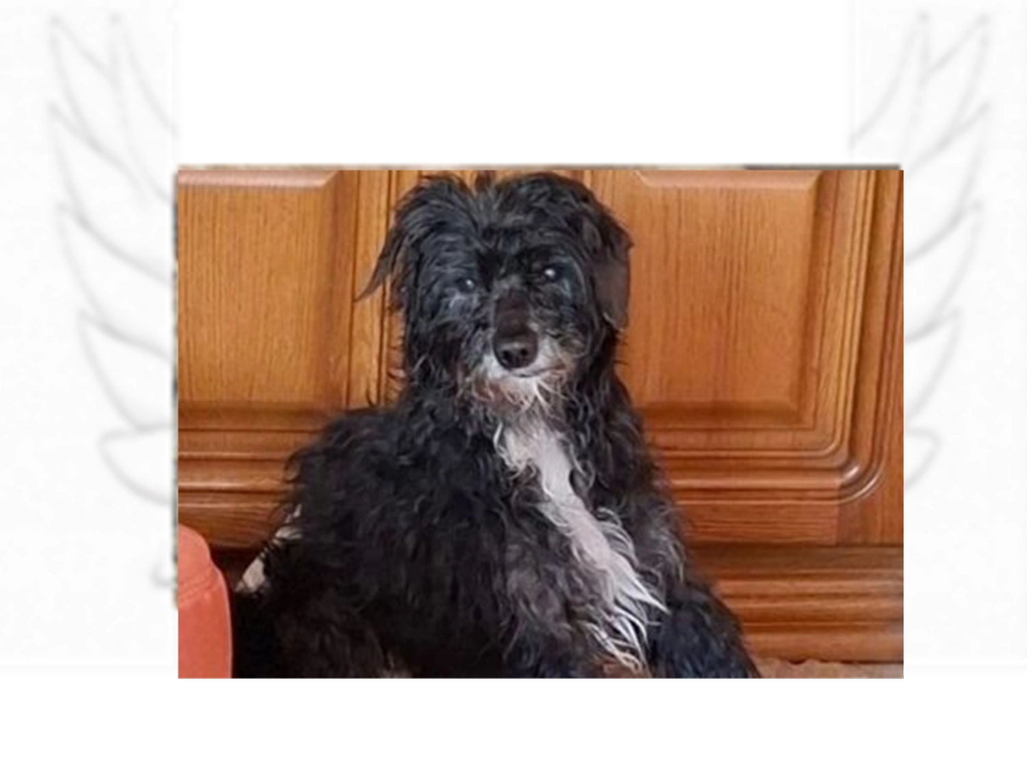 Tierschutzorganisation Arche 90 e.V. - Booma hund