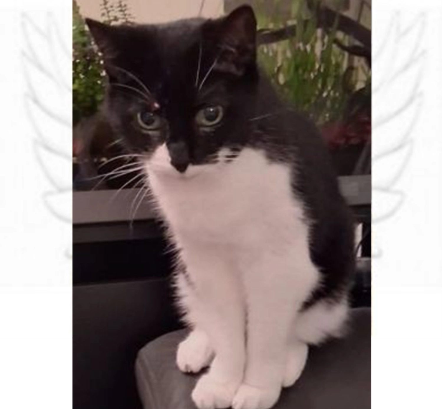 Tierschutzorganisation Arche 90 e.V. - Tiffany katze