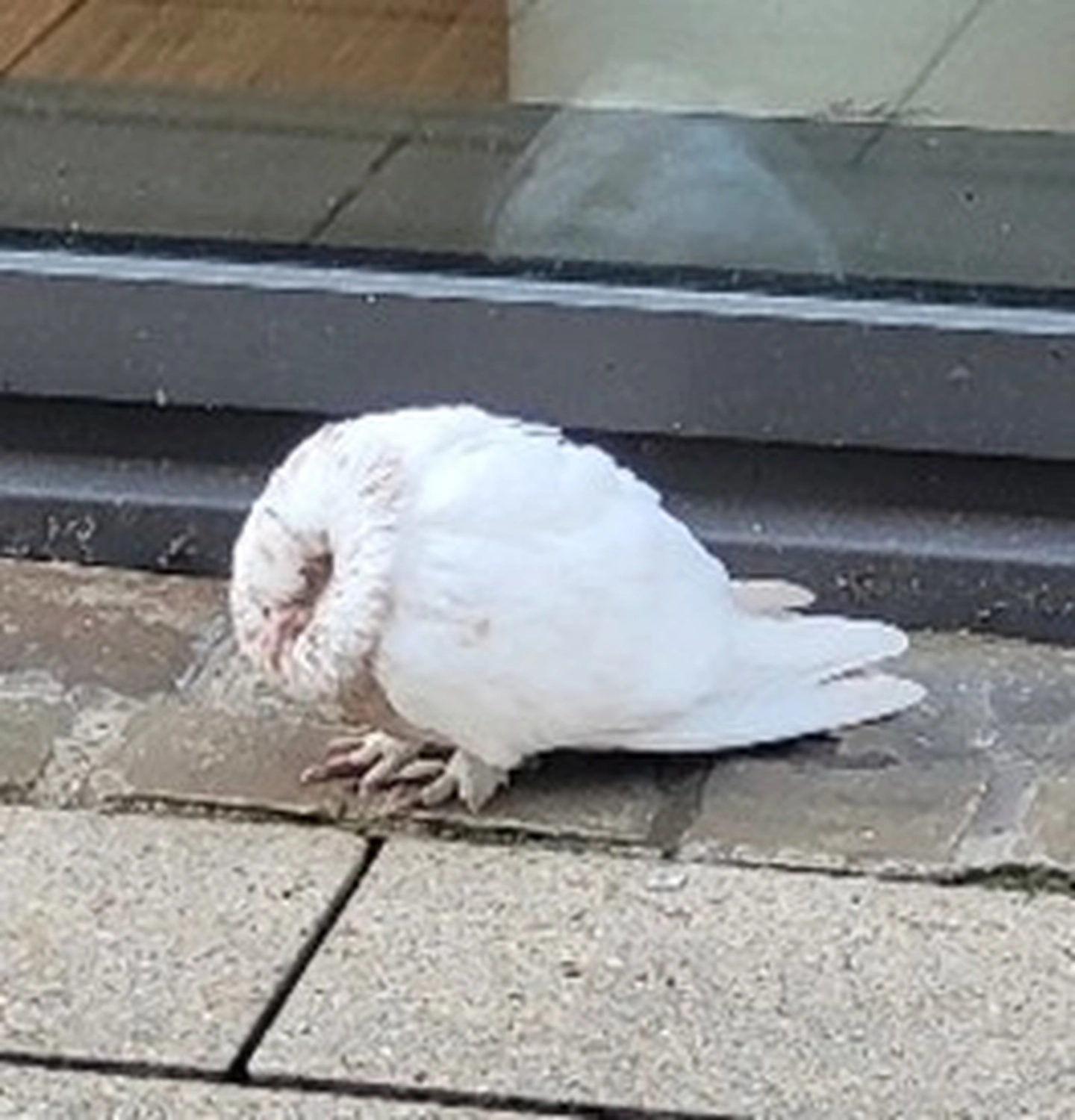Tierschutzorganisation Arche 90 e.V. - Weiße Taube