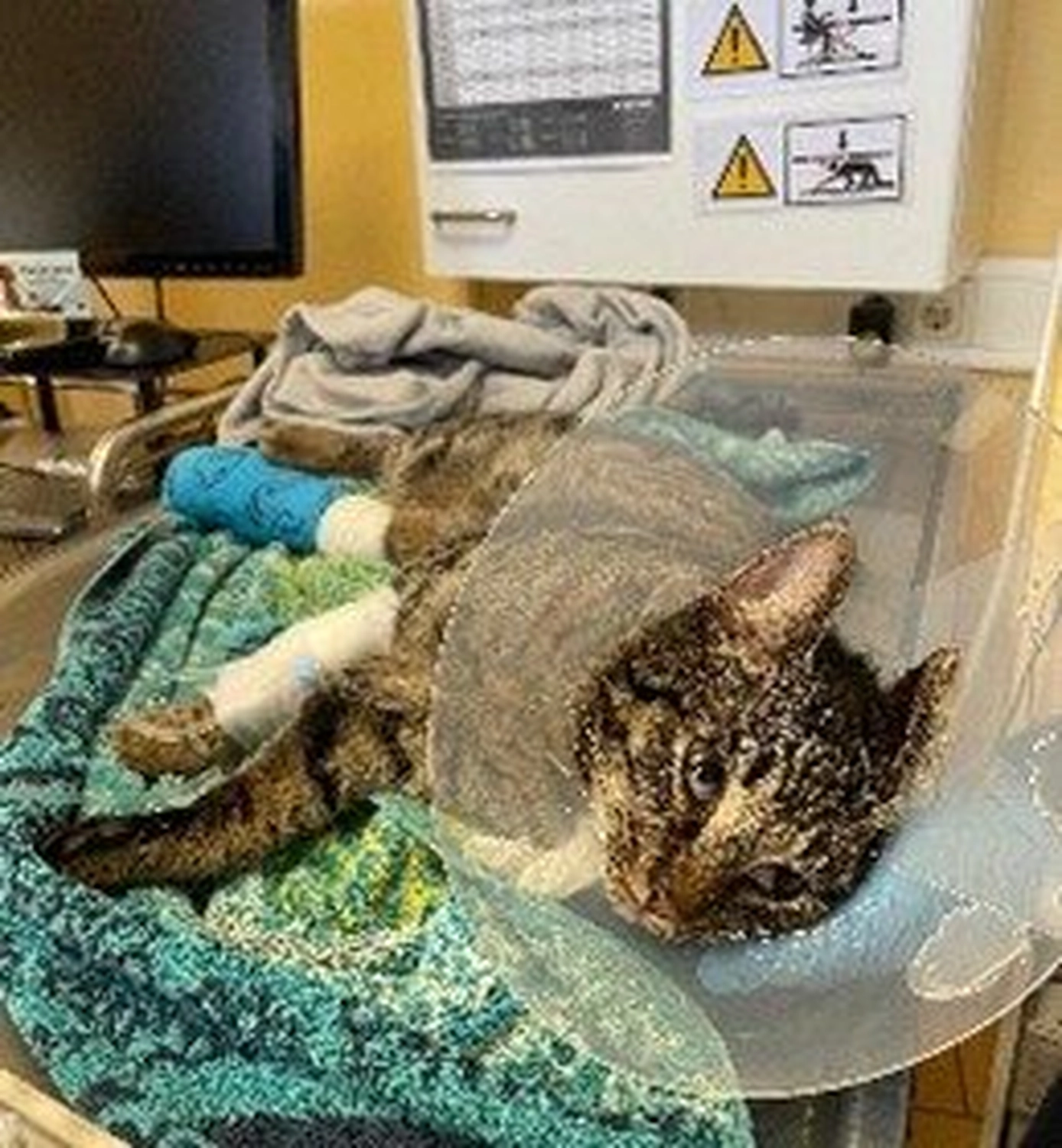 Tierschutzorganisation Arche 90 e.V. - Eine getigerte Katze mit bandagierten Beinen und einem Körperverband ruht auf einer Decke.