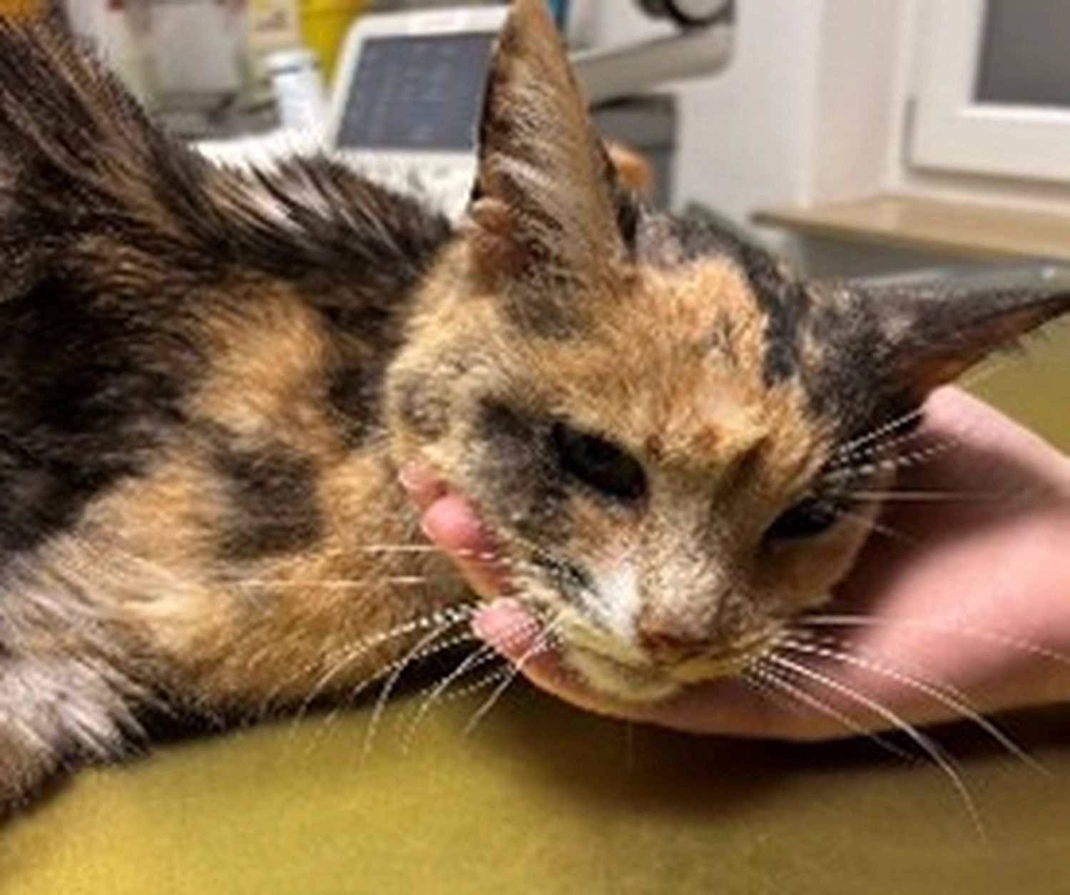 Tierschutzorganisation Arche 90 e.V. - Nahaufnahme des Gesichts einer Schildpattkatze, das sanft von einer menschlichen Hand gehalten wird.