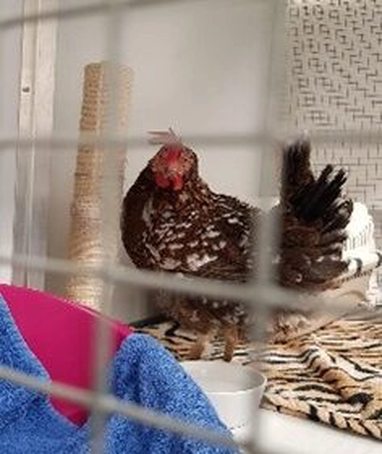 Tierschutzorganisation Arche 90 e.V. - Ein kleines, braun-weiß gesprenkeltes Zwerghuhn hinter einem Drahtkäfig.
