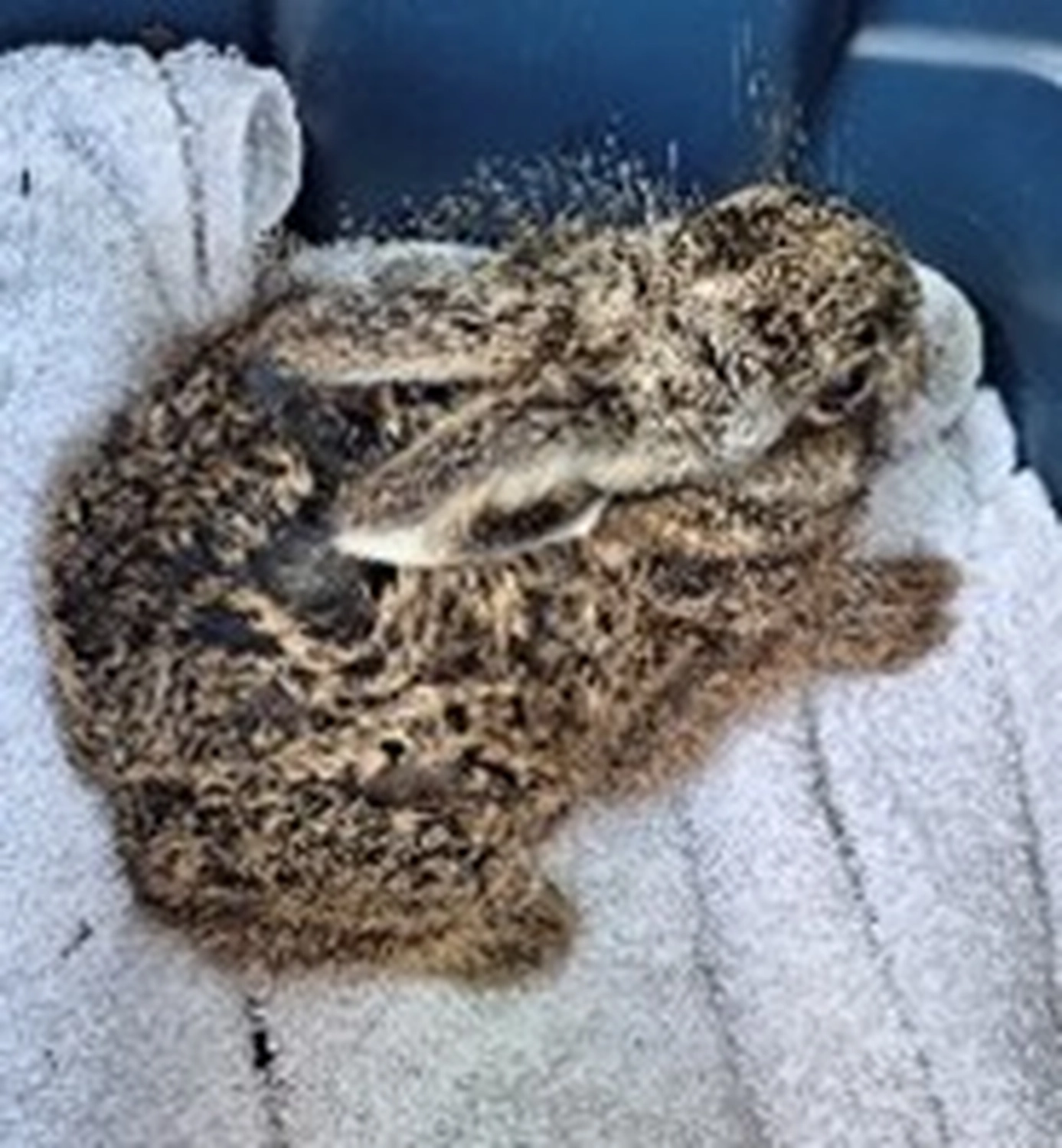 Tierschutzorganisation Arche 90 e.V. - Ein junger Wildhasenwelpe mit geflecktem braunem Fell ruht auf einem weißen Handtuch.