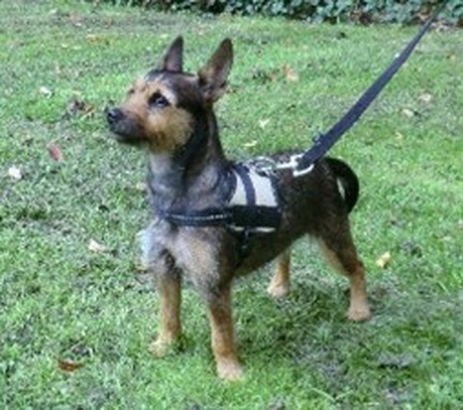 Tierschutzorganisation Arche 90 e.V. - Hund