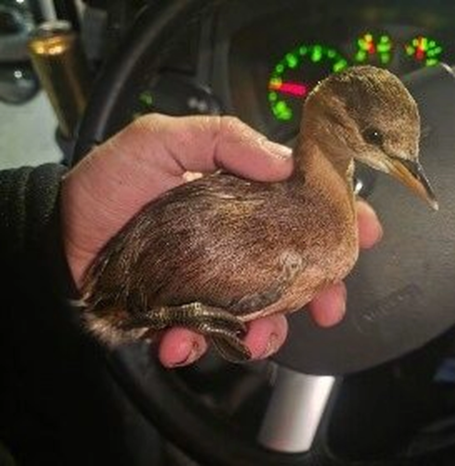 Tierschutzorganisation Arche 90 e.V. - Nahaufnahme einer Hand, die sanft einen kleinen, braunen Jungtaucher mit dunklem Gefieder und spitzem Schnabel hält.