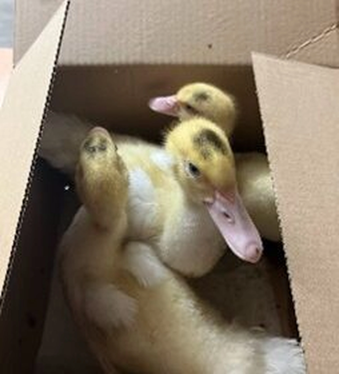 Tierschutzorganisation Arche 90 e.V. - Flauschige gelbe Entenküken ruhen zusammen in einem Karton.