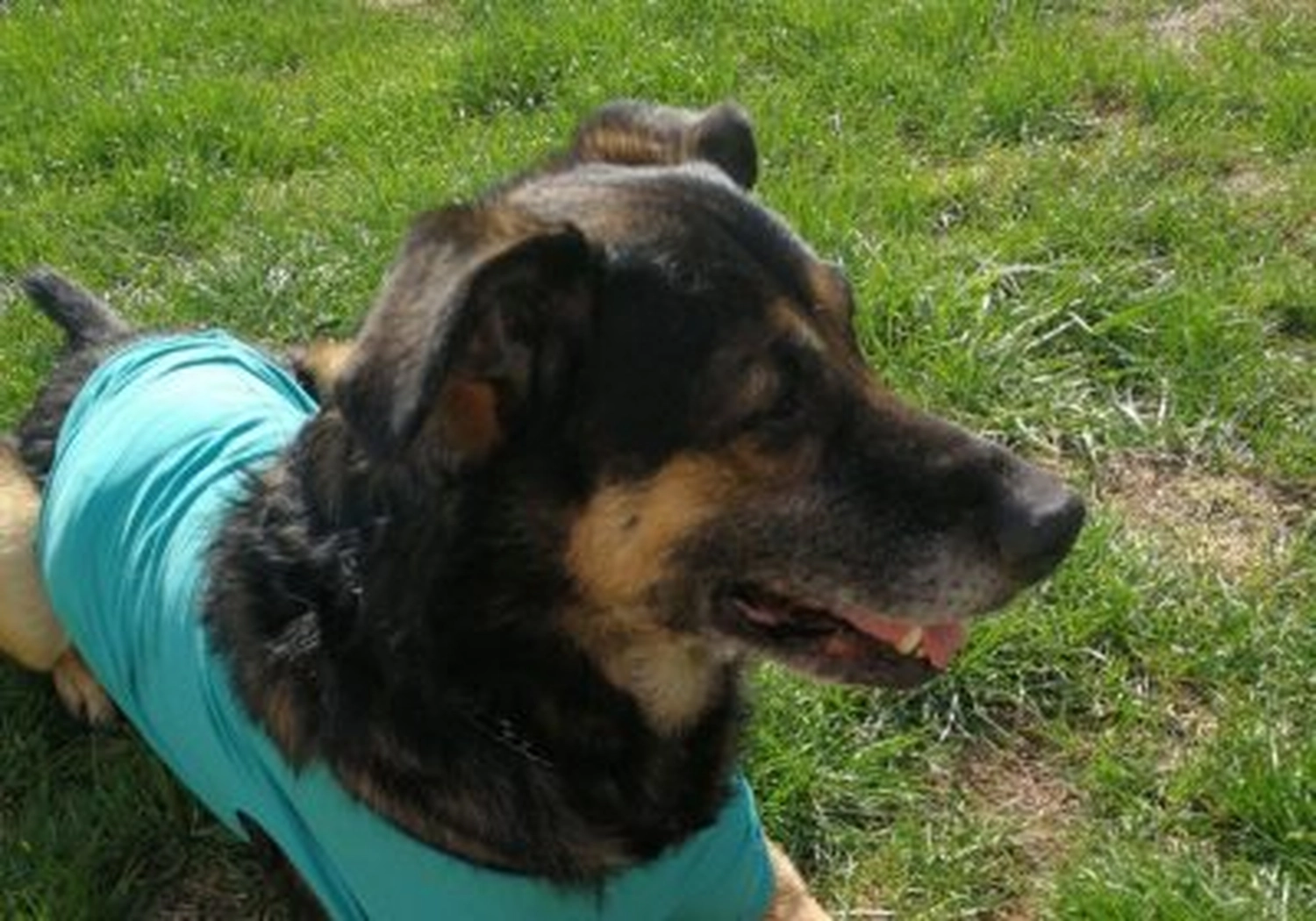 Tierschutzorganisation Arche 90 e.V. - Hund