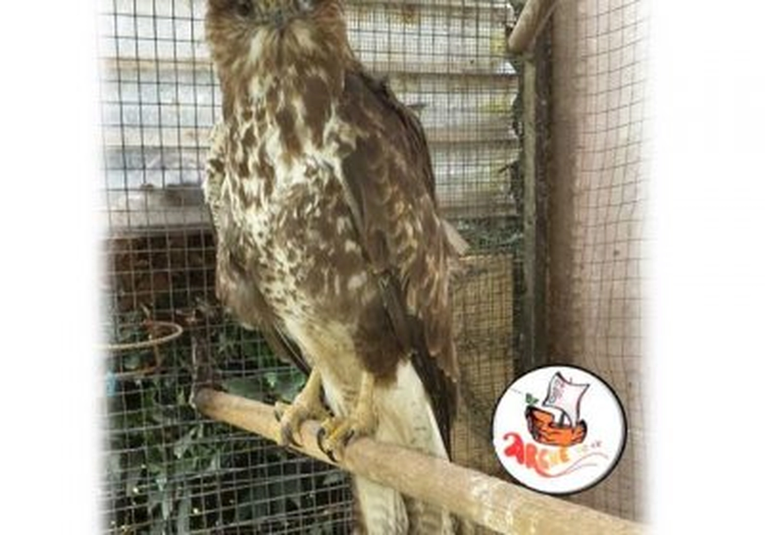 Tierschutzorganisation Arche 90 e.V. - Ein braun-weiß gefleckter Bussard sitzt auf einem Holzstab in einem Drahtkäfig. Er blickt direkt in die Kamera.