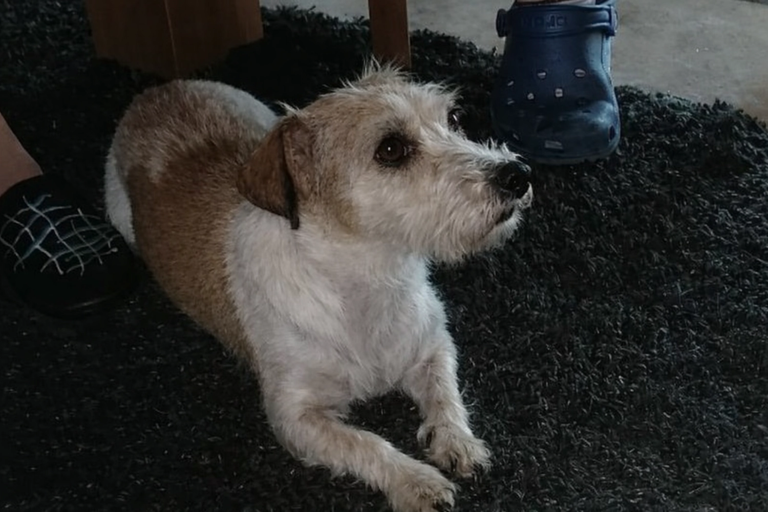 Tierschutzorganisation Arche 90 e.V. - Hund