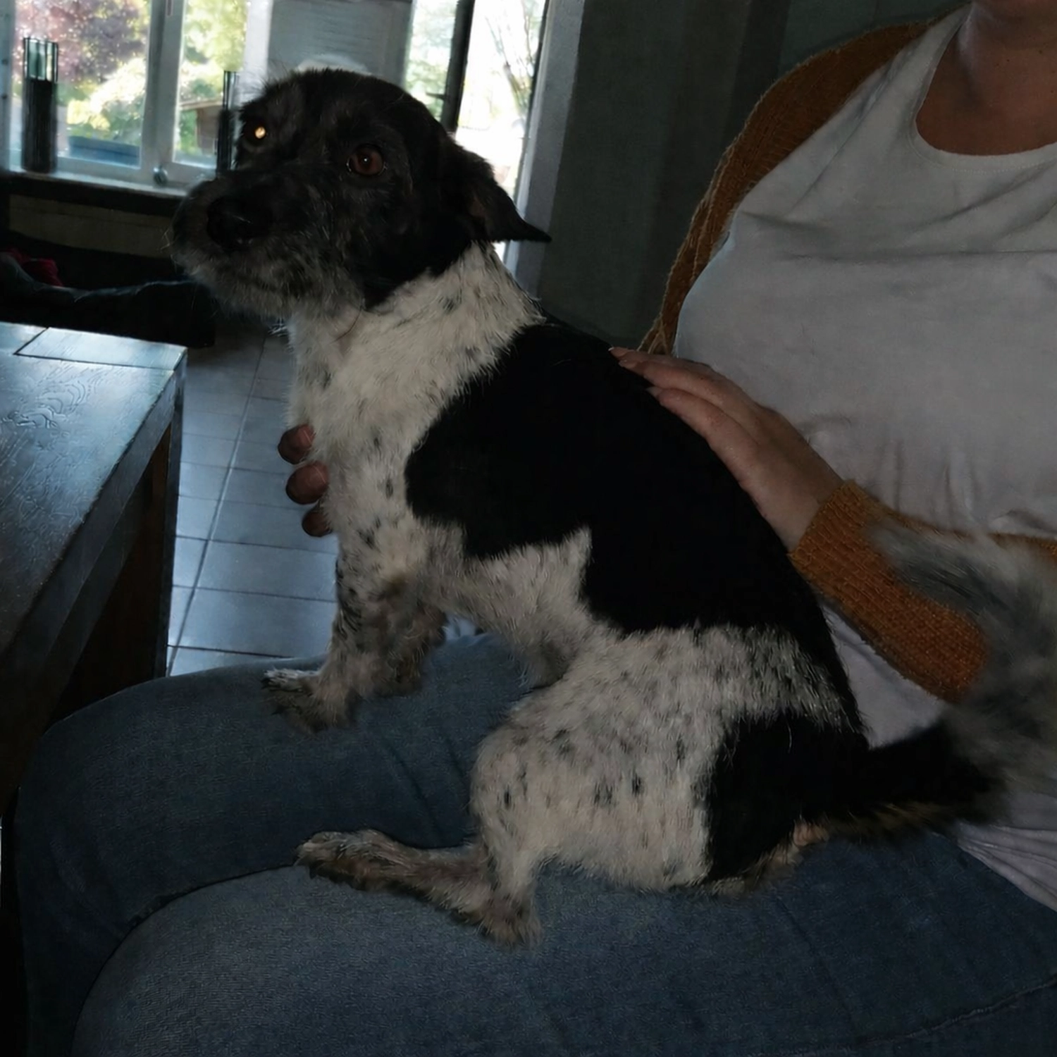 Tierschutzorganisation Arche 90 e.V. - Hund