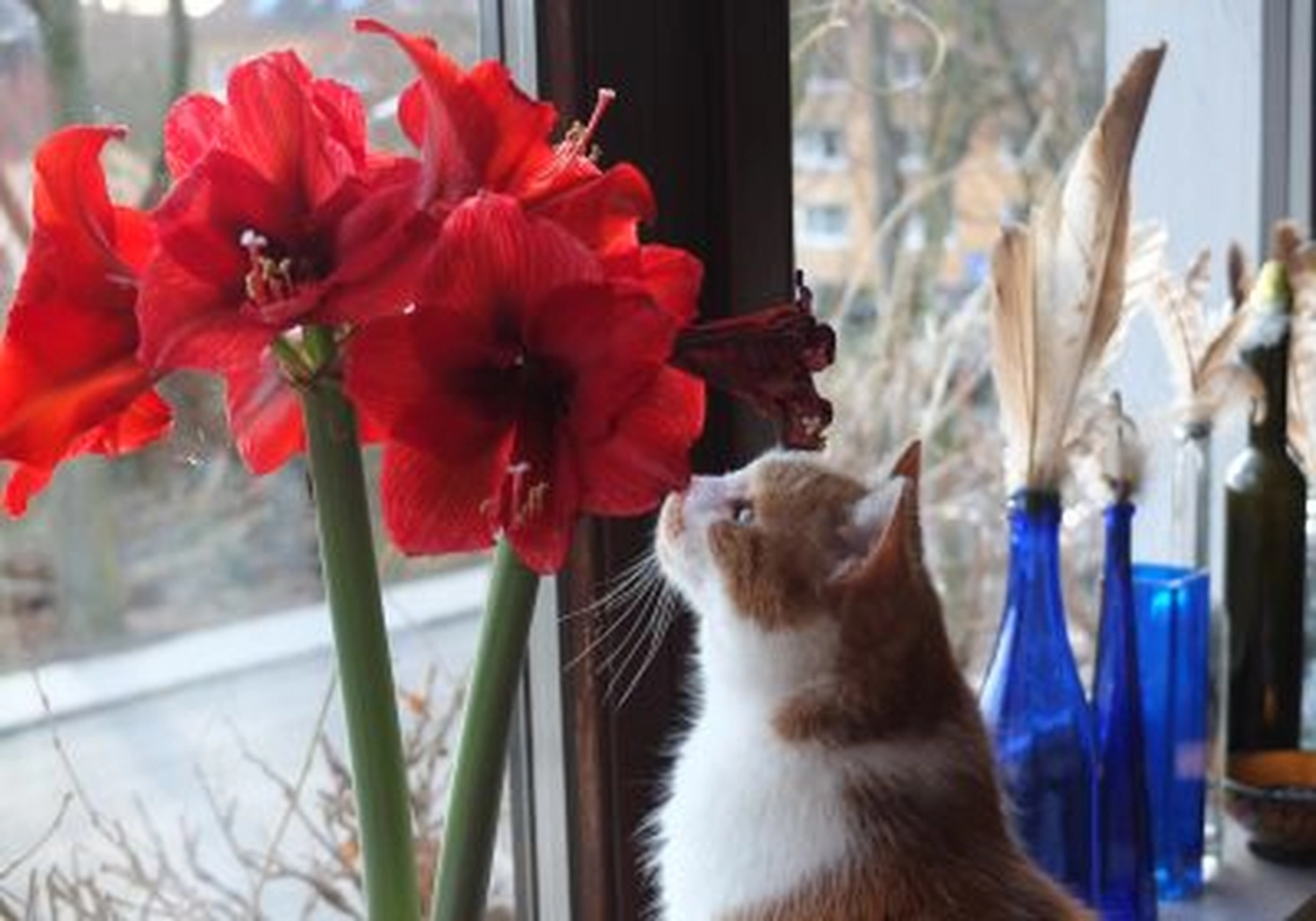 Tierschutzorganisation Arche 90 e.V. - Kater Paulchen genießt das Leben