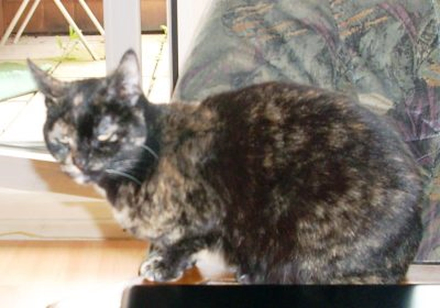 Tierschutzorganisation Arche 90 e.V. - Nahaufnahme einer flauschigen Schildpattkatze, die drinnen ruht und nach unten schaut.