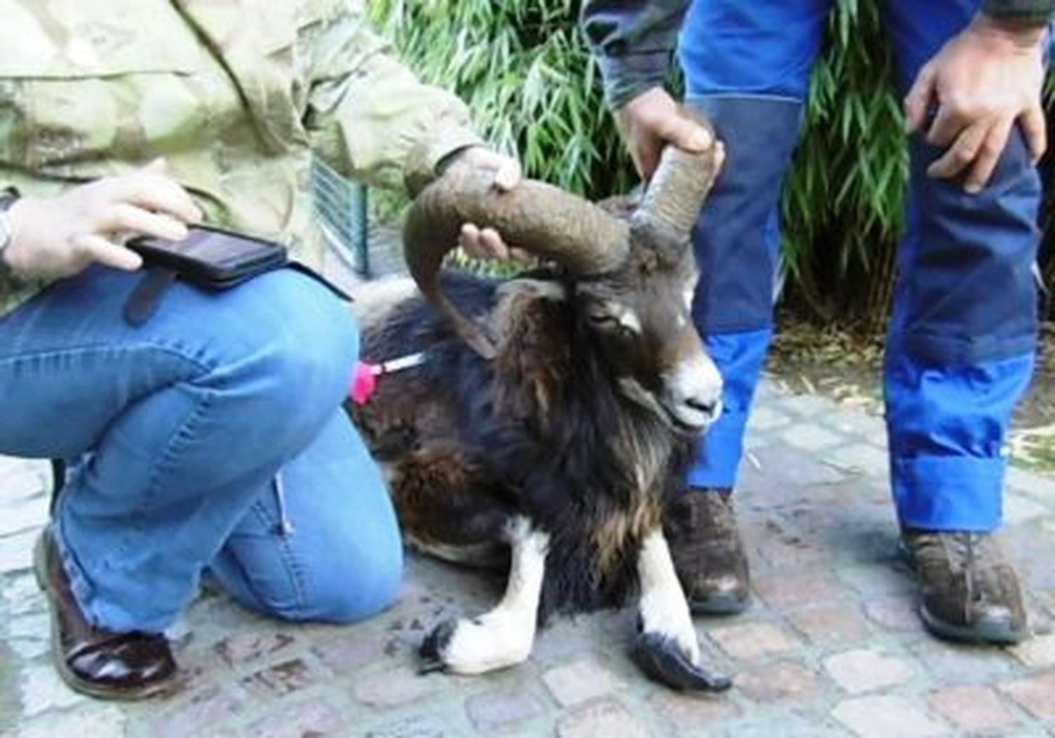 Tierschutzorganisation Arche 90 e.V. - Nahaufnahme eines dunkelbraunen Mufflonschafs mit großen, gebogenen, geriffelten Hörnern, das von Tierpflegern gehalten oder untersucht wird.