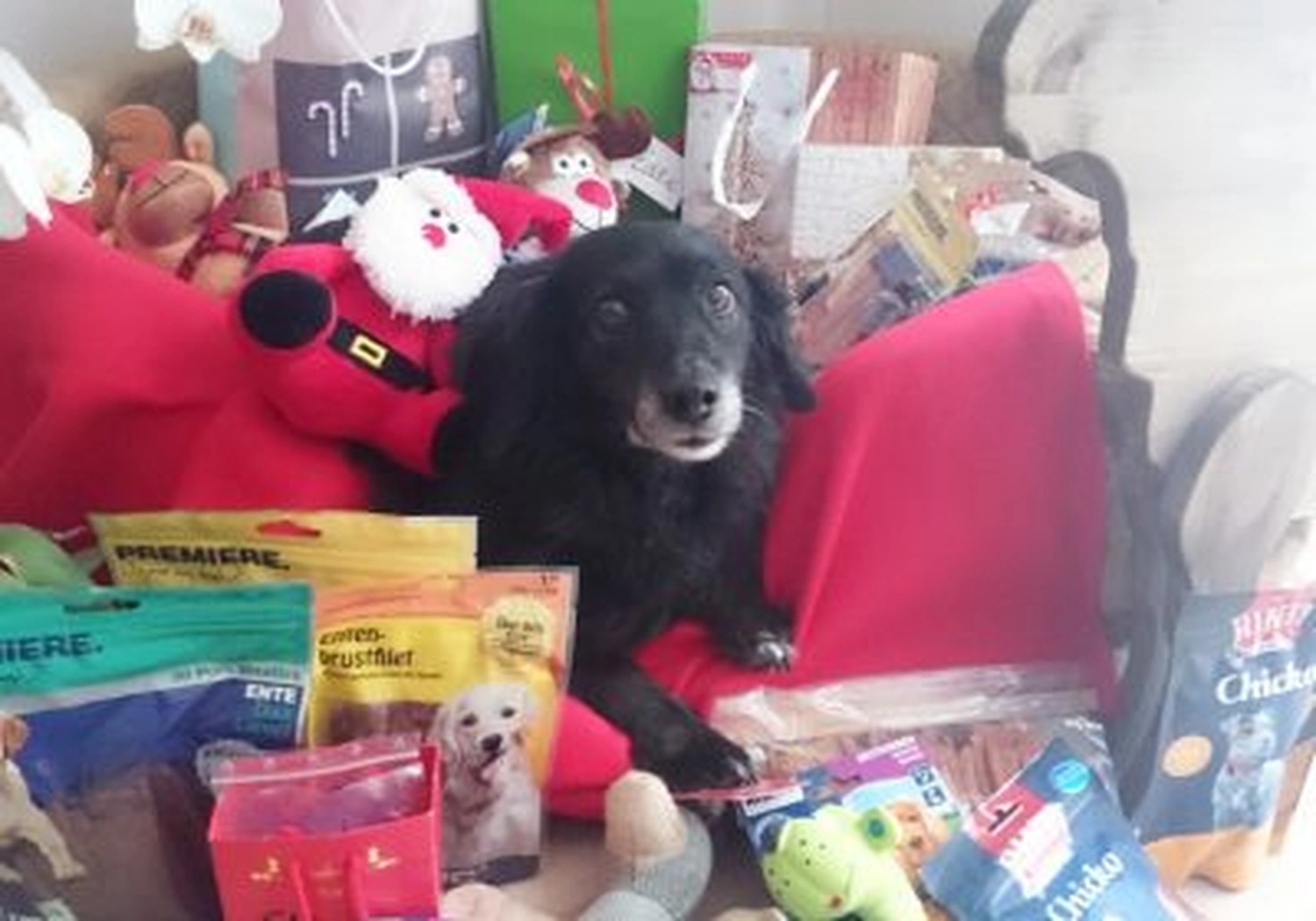 Tierschutzorganisation Arche 90 e.V. - Ein glücklicher schwarzer Hund sitzt inmitten eines großen Haufens Weihnachtsgeschenke, Plüschtiere und Futterbeutel.