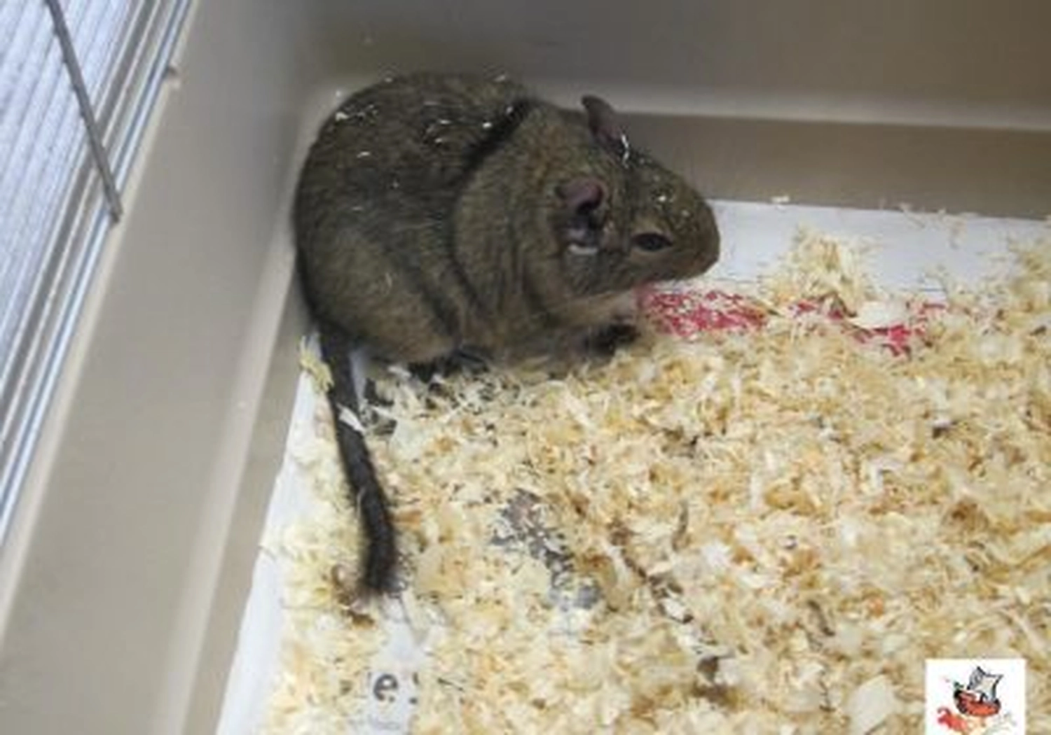 Tierschutzorganisation Arche 90 e.V. - Ein kleiner, brauner Degu sitzt in einem mit Holzspänen gefüllten Plastikgehege.