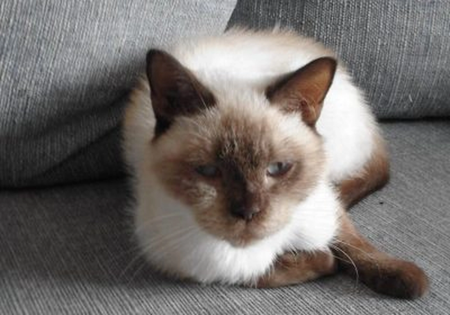 Tierschutzorganisation Arche 90 e.V. - Katze
