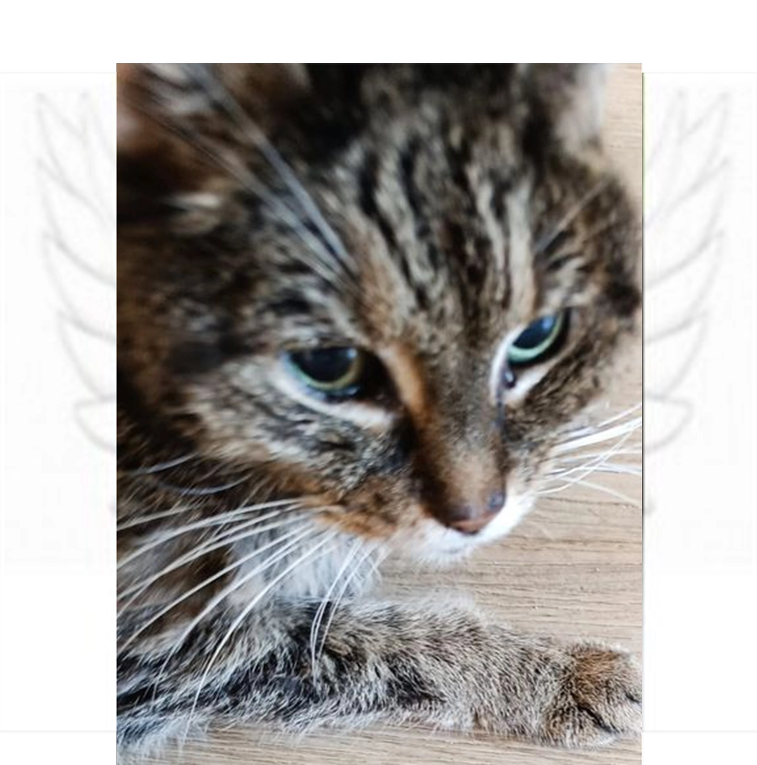 Tierschutzorganisation Arche 90 e.V. - Fee katze