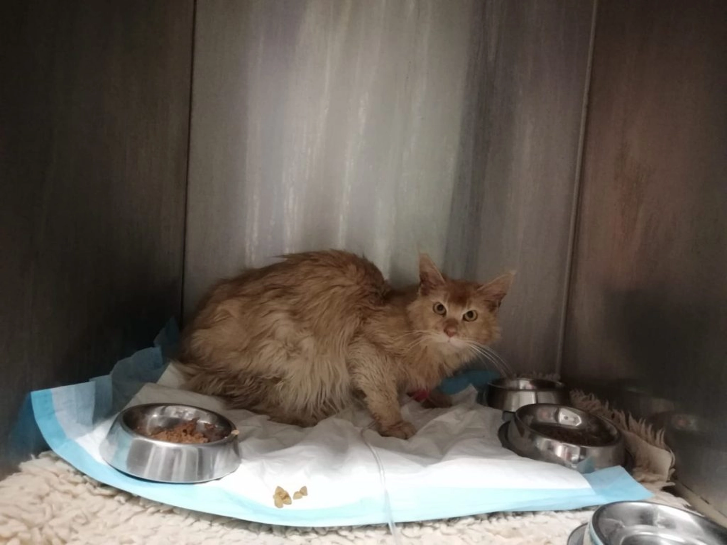 Tierschutzorganisation Arche 90 e.V. - Eine orangefarbene, langhaarige Katze