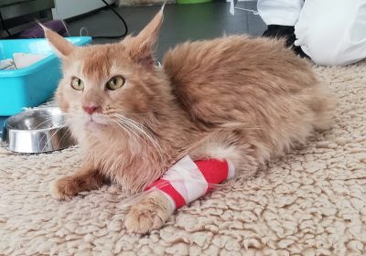 Tierschutzorganisation Arche 90 e.V. - Eine orangefarbene, langhaarige Katze liegt auf einem beigefarbenen, strukturierten Teppich. Ihre Vorderpfote ist mit einem rot-weißen Verband umwickelt.