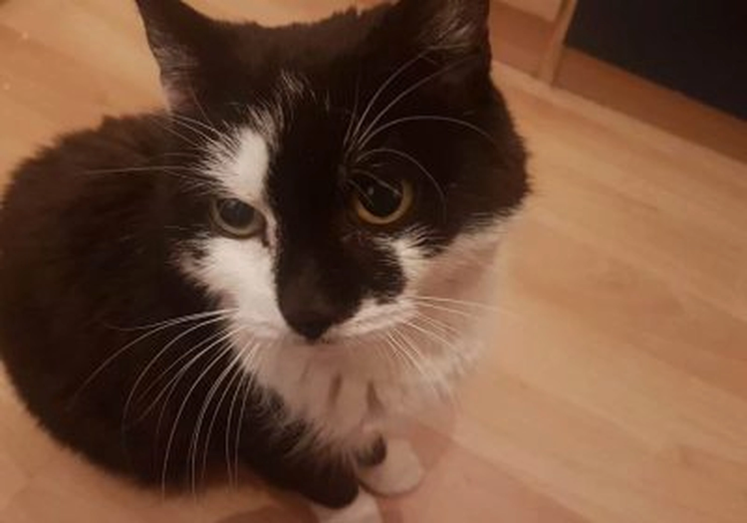 Tierschutzorganisation Arche 90 e.V. - Katze