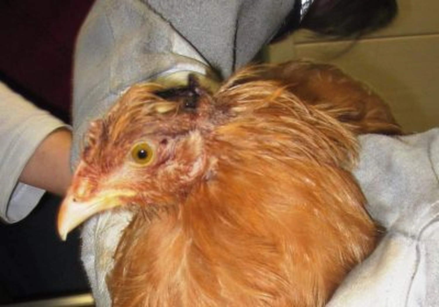 Tierschutzorganisation Arche 90 e.V. - Nahaufnahme eines braunen Huhns, das gehalten wird und deutlichen Federverlust sowie kahle, gerötete Haut an Kopf und Hals aufweist.