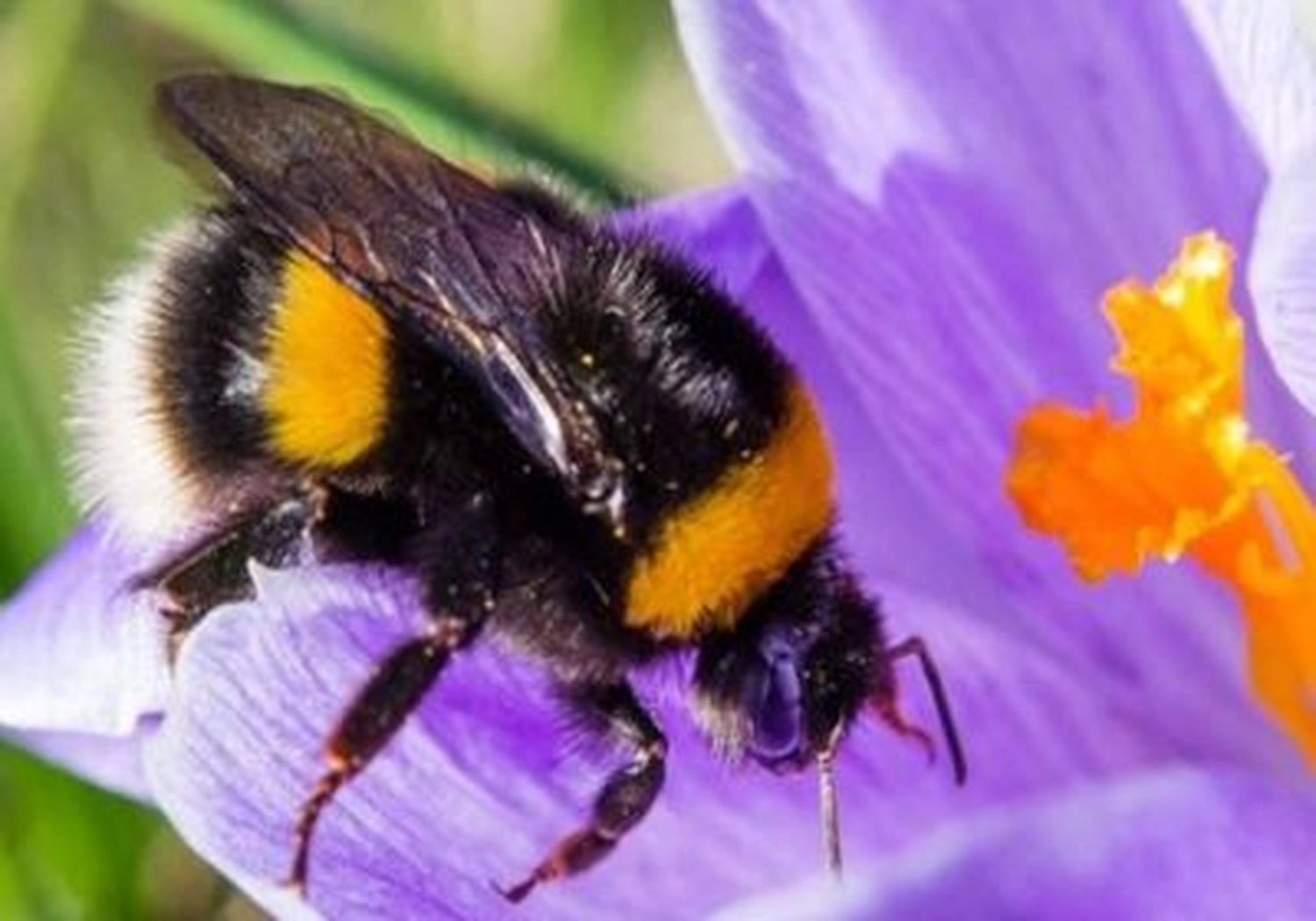 Tierschutzorganisation Arche 90 e.V. - Eine Makroaufnahme einer pelzigen, schwarz-gelben Hummel, die Pollen in einer leuchtend violetten Krokusblüte sammelt.