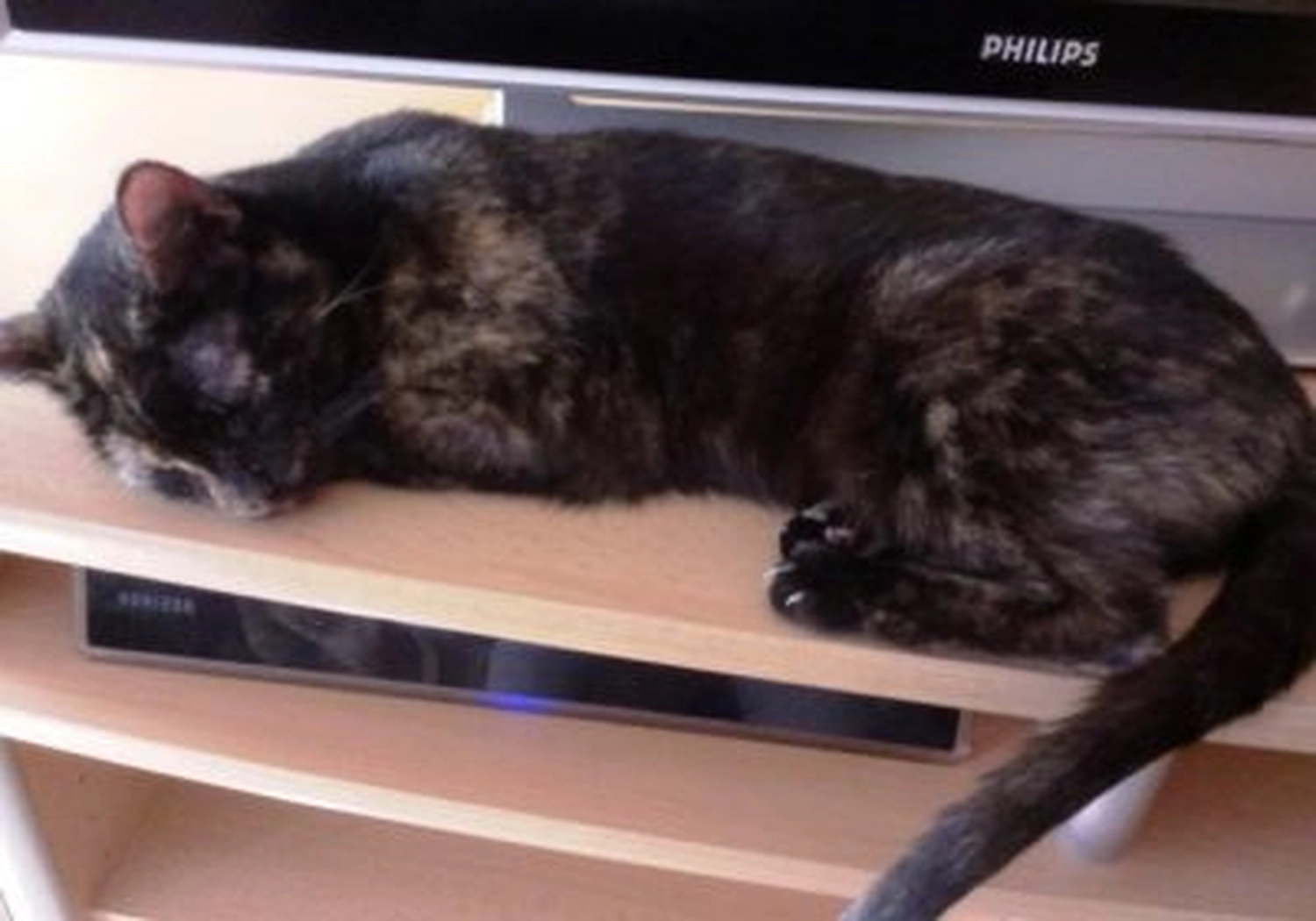 Tierschutzorganisation Arche 90 e.V. - Katze Flöckchen
