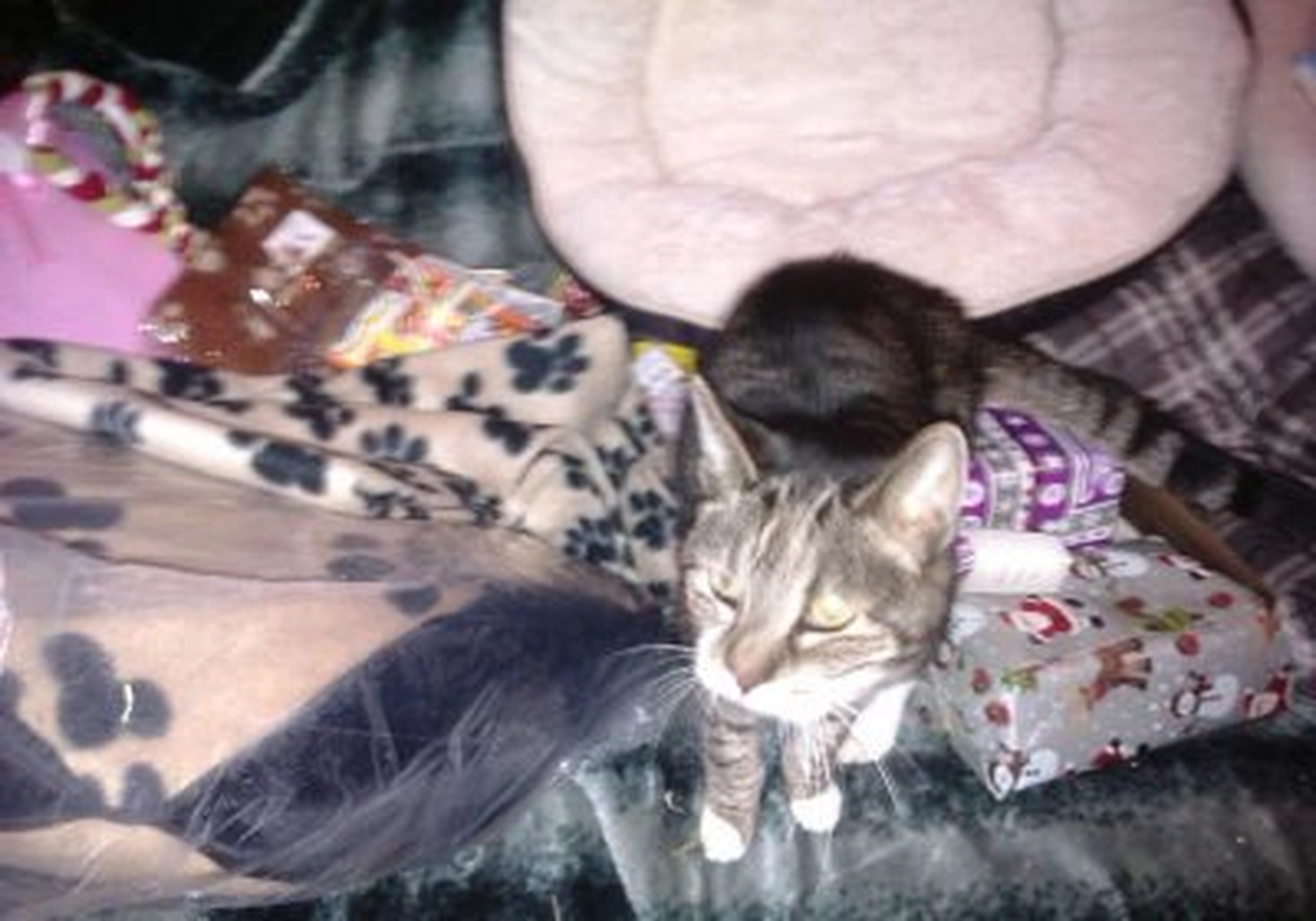 Tierschutzorganisation Arche 90 e.V. - Eine kleine getigerte Katze ruht gemütlich zwischen gemusterten Decken und Tierbetten.
