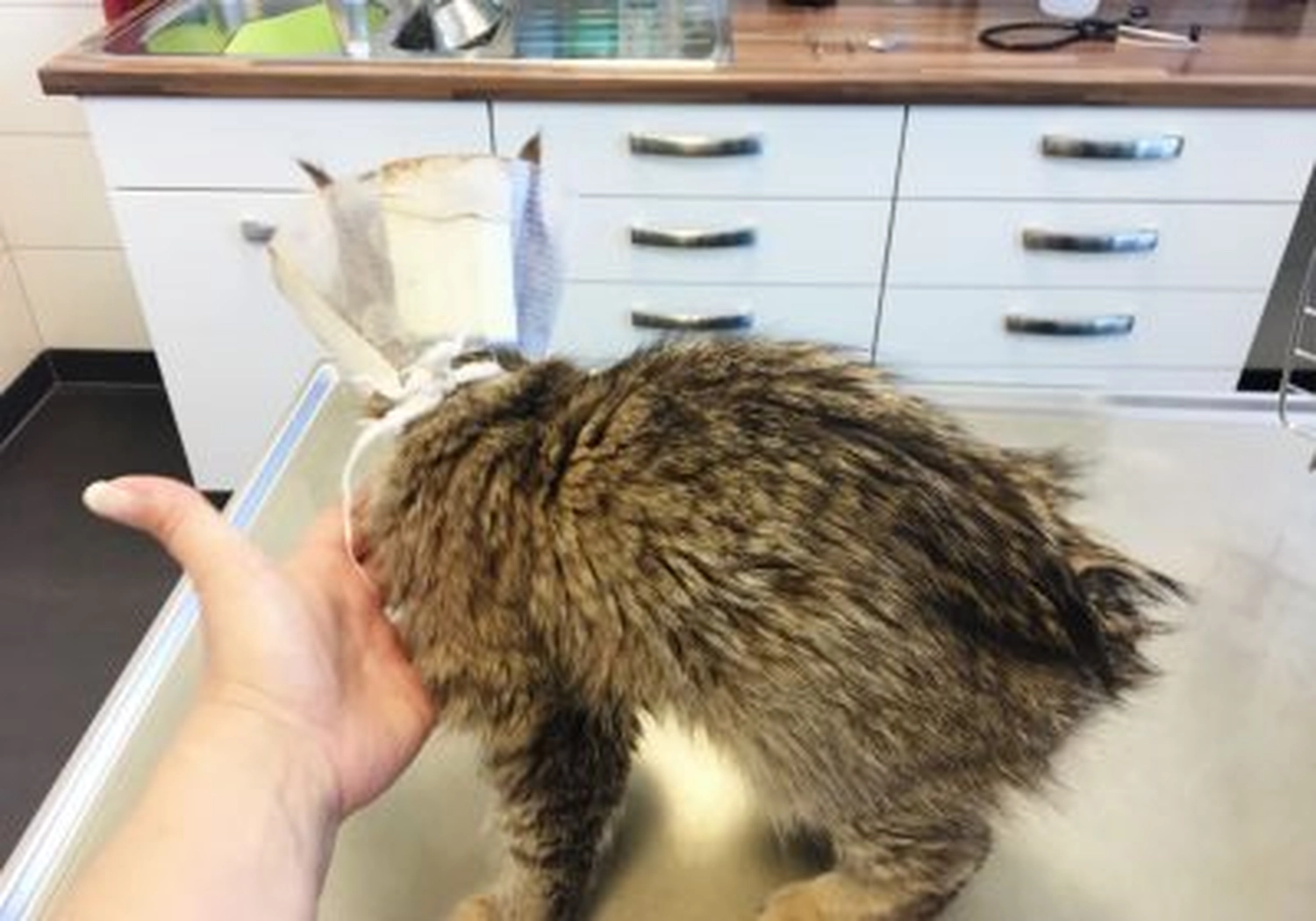 Tierschutzorganisation Arche 90 e.V. - Katze