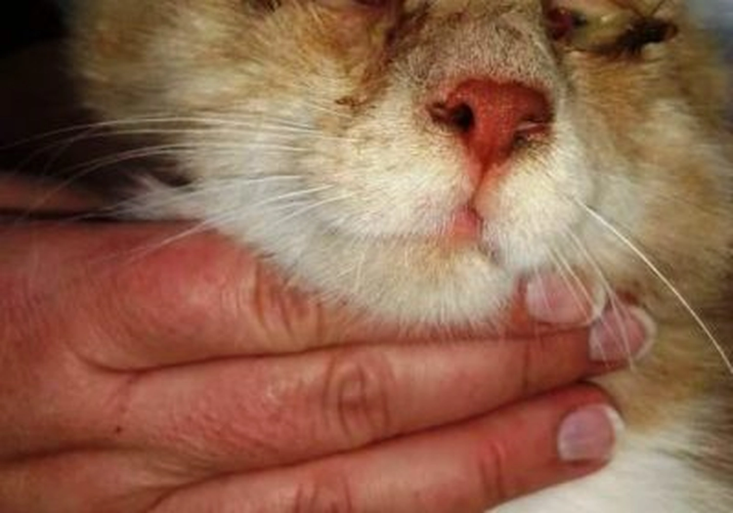 Tierschutzorganisation Arche 90 e.V. - Katze
