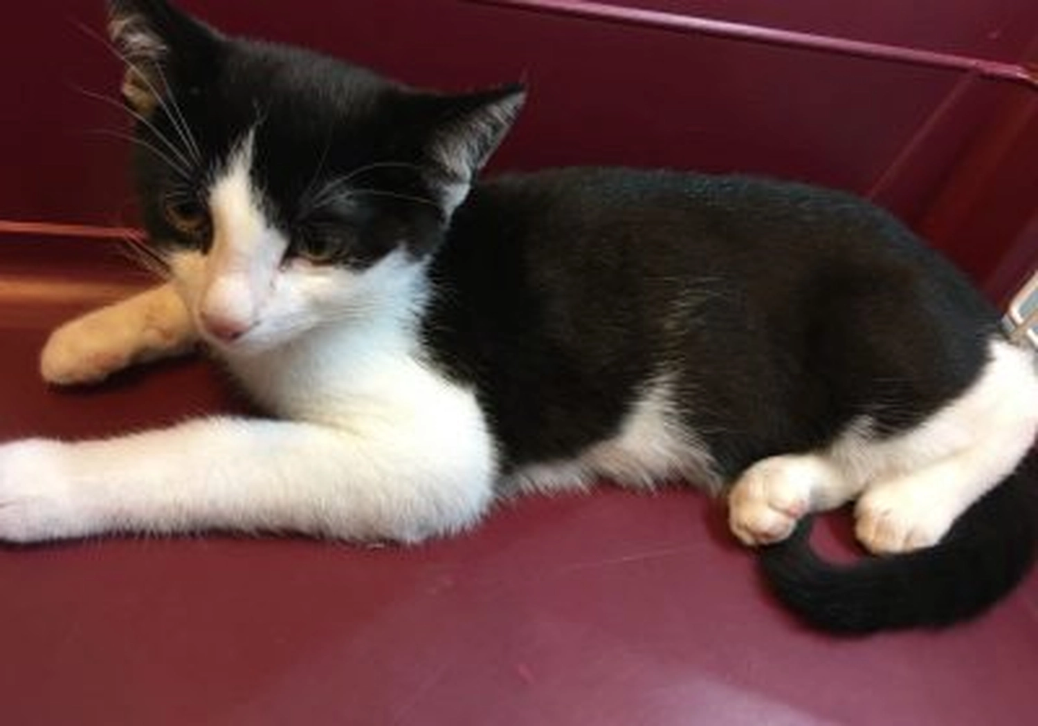 Tierschutzorganisation Arche 90 e.V. - Katze