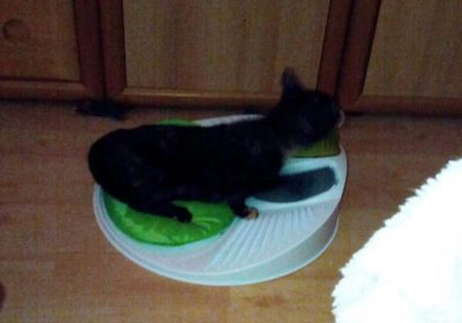 Tierschutzorganisation Arche 90 e.V. - Katze