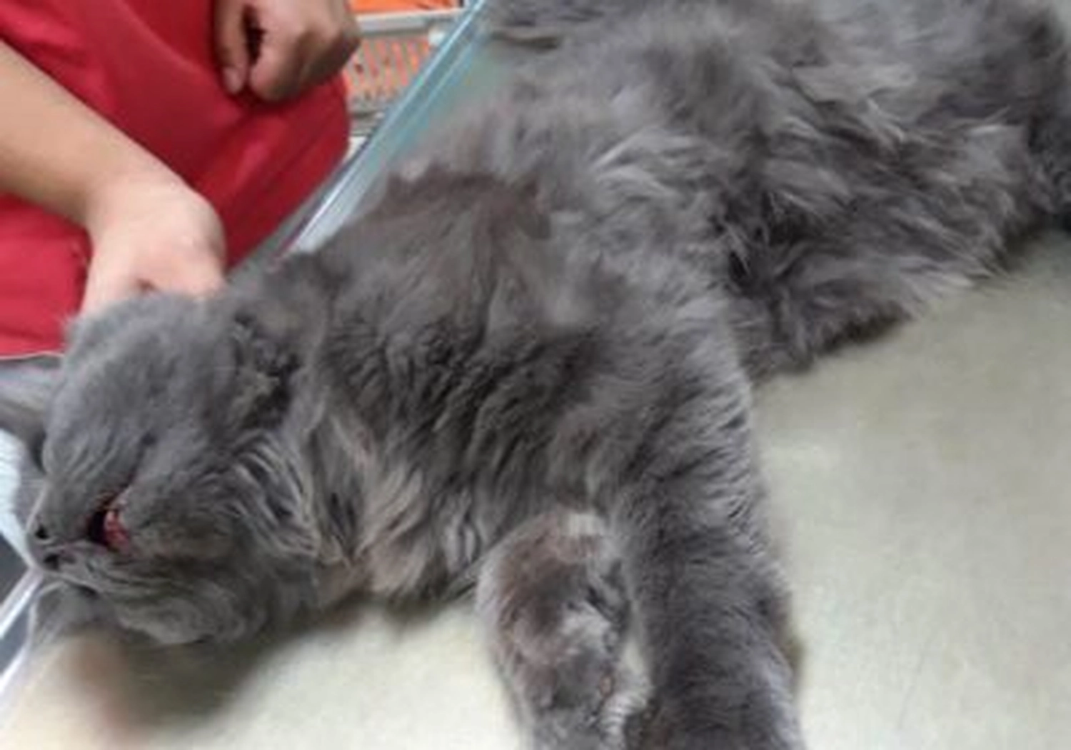 Tierschutzorganisation Arche 90 e.V. - Kartäuser-Kater stürzt aus 6. Stock in die Tiefe