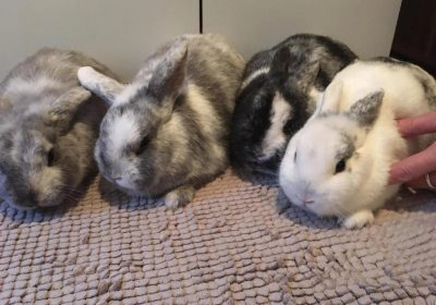 Tierschutzorganisation Arche 90 e.V. - Vier Kaninchen eingefangen