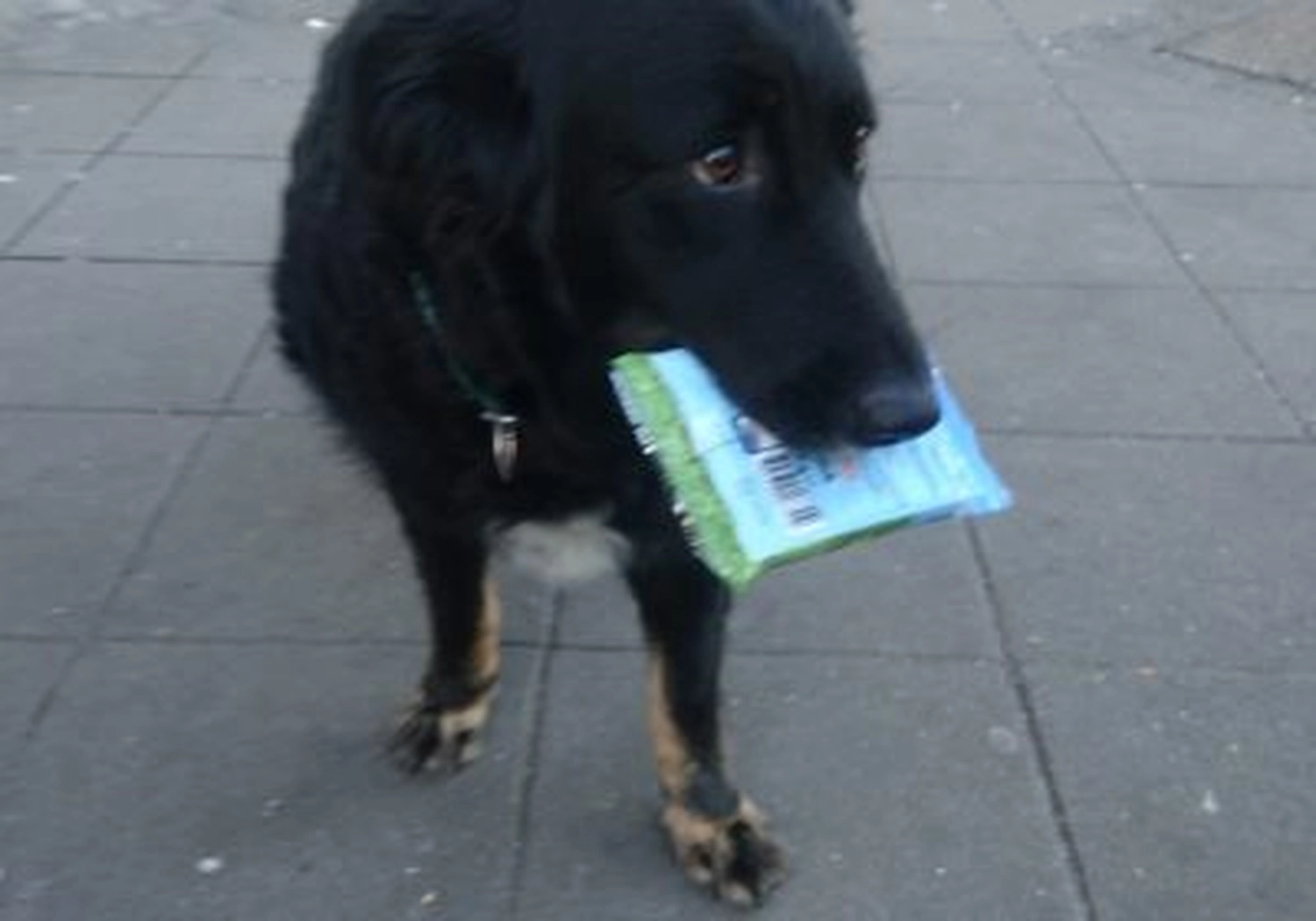 Tierschutzorganisation Arche 90 e.V. - Hund