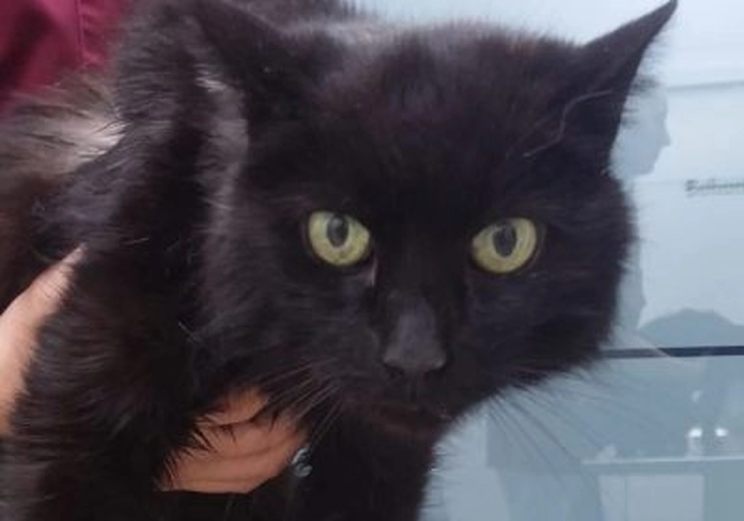 Tierschutzorganisation Arche 90 e.V. - Katze