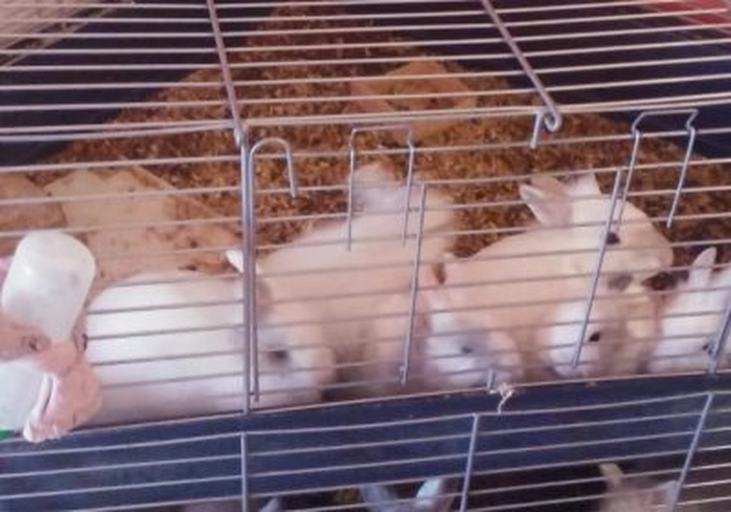 Tierschutzorganisation Arche 90 e.V. - Drei Kaninchen