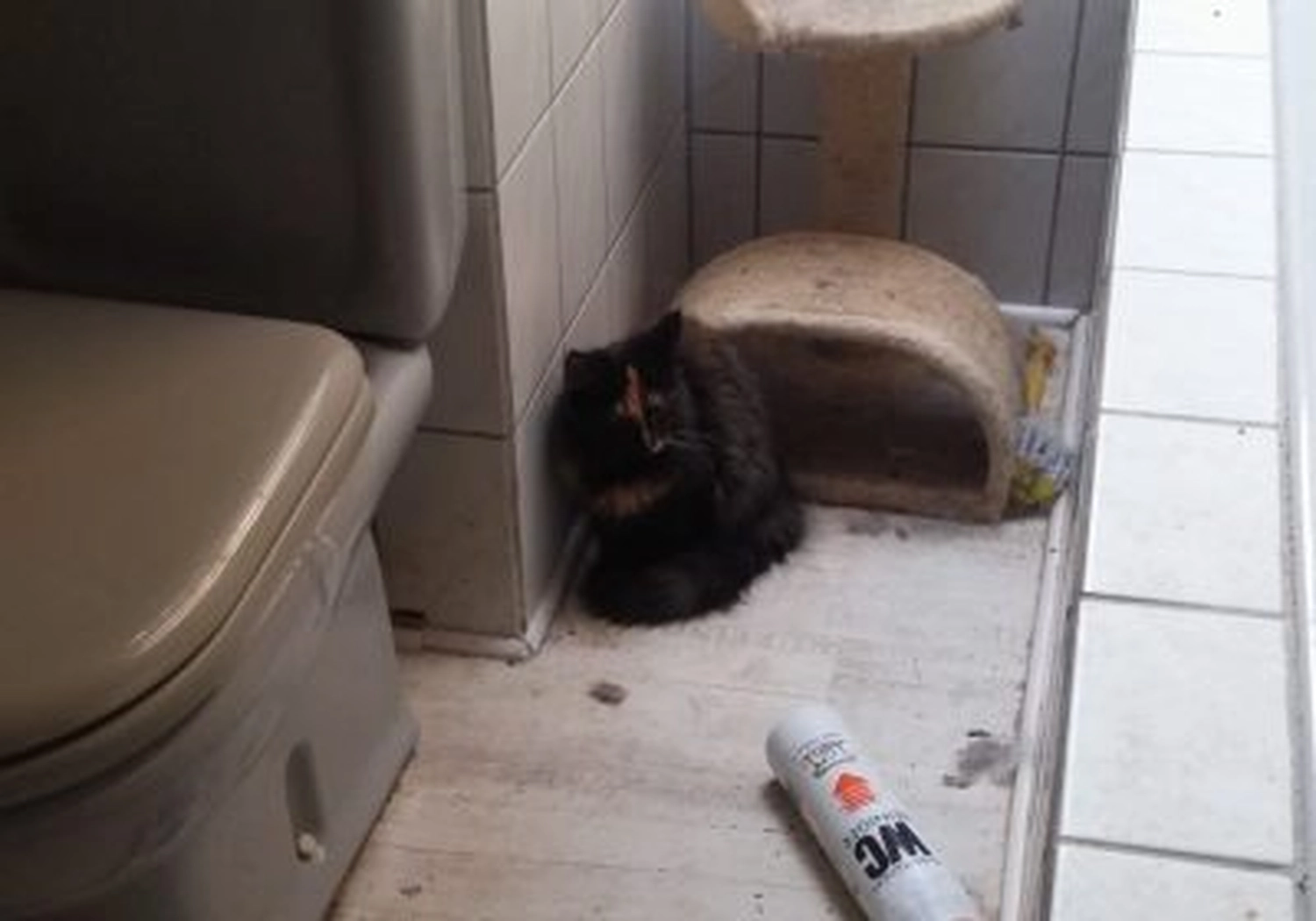Tierschutzorganisation Arche 90 e.V. - Katze