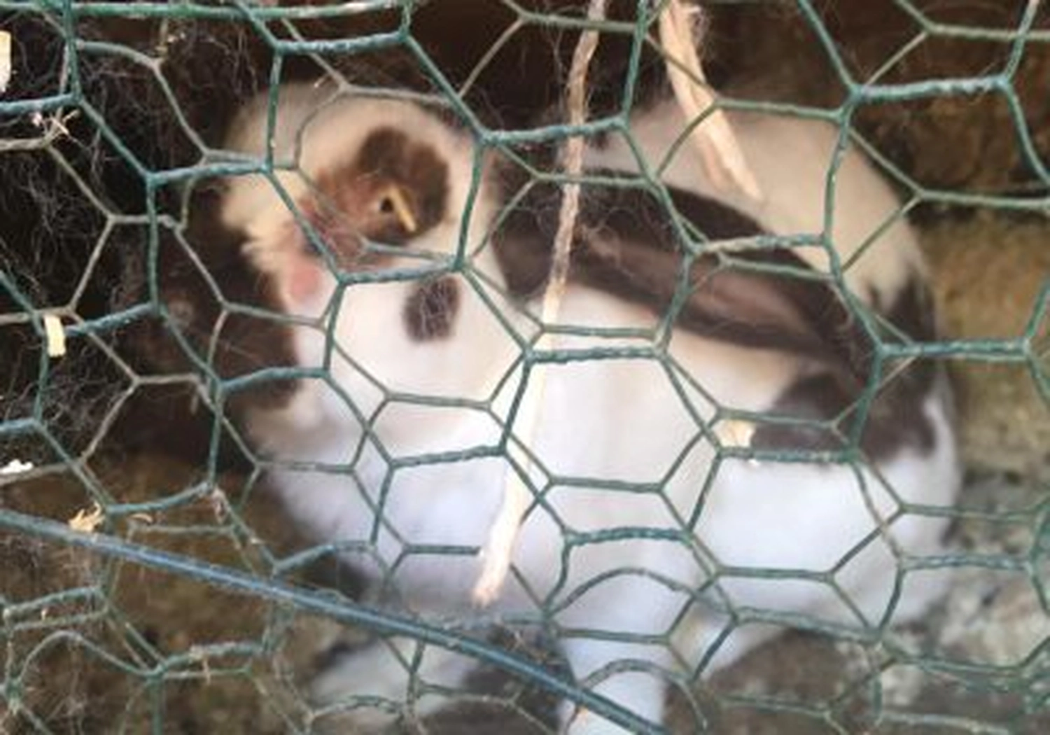 Tierschutzorganisation Arche 90 e.V. - Tiere hausen in verwahrlosten Käfigen