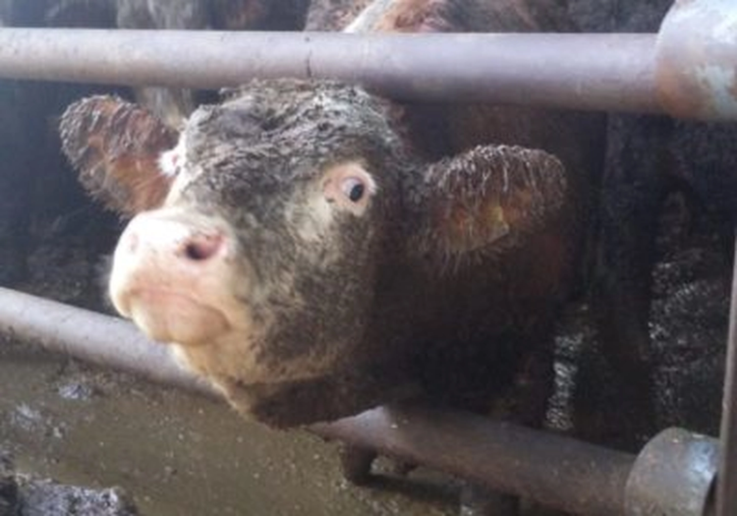 Tierschutzorganisation Arche 90 e.V. - Rinder stehen knöcheltief im Kot