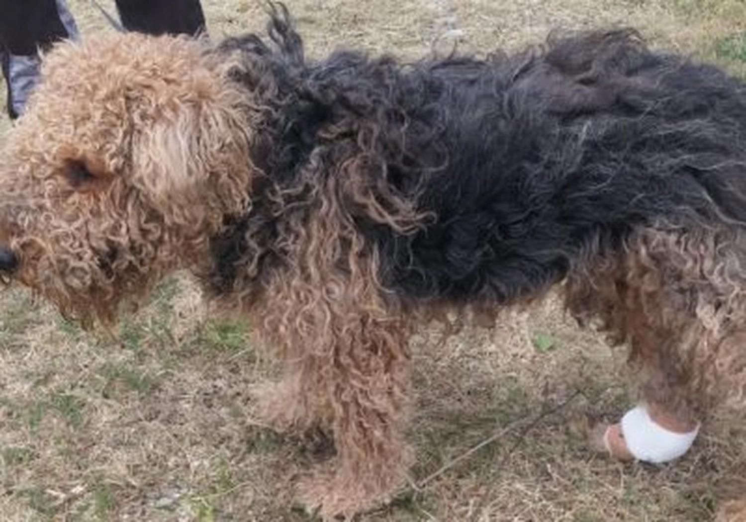 Tierschutzorganisation Arche 90 e.V. - Hund wegen verwesendem Tumor eingeschläfert