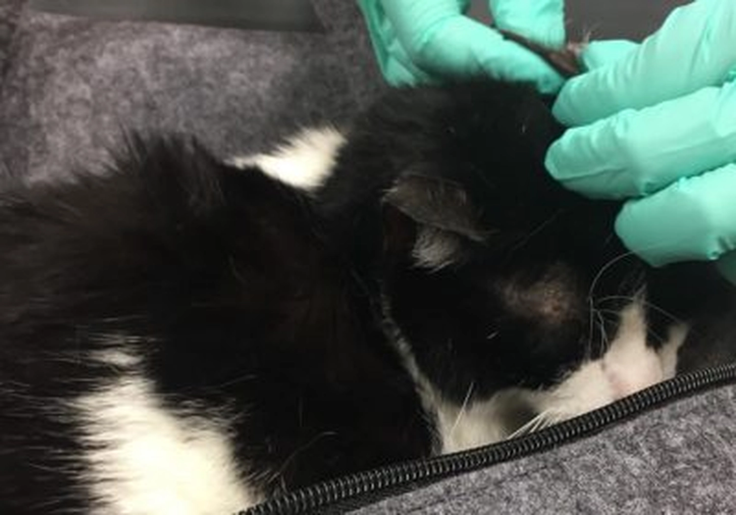 Tierschutzorganisation Arche 90 e.V. - Katze