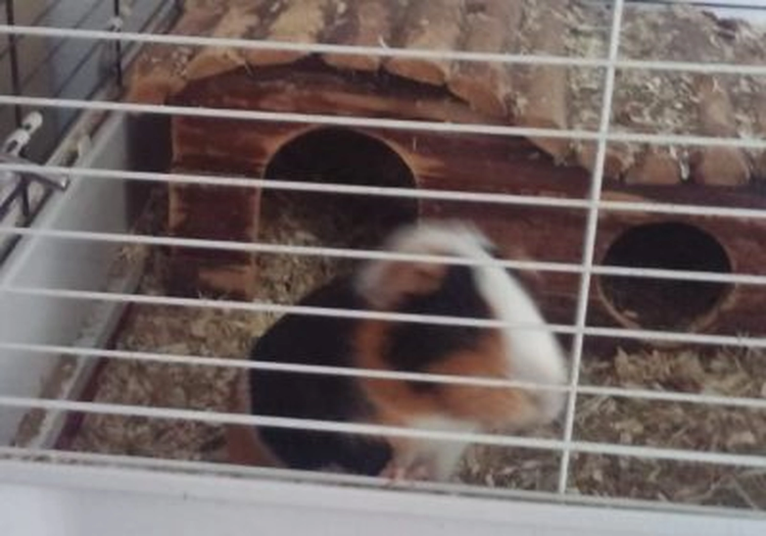 Tierschutzorganisation Arche 90 e.V. - Katzen und Meerschweinchen vernachlässigt