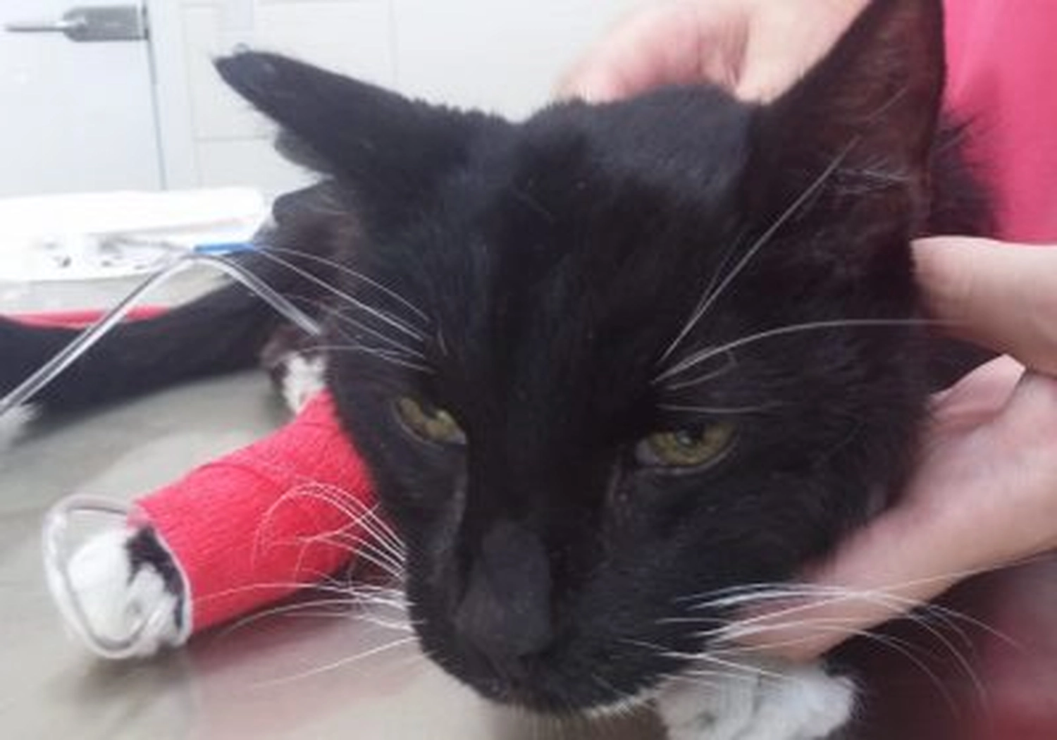 Tierschutzorganisation Arche 90 e.V. - Katze