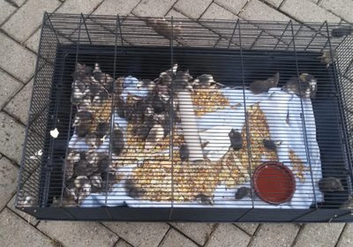 Tierschutzorganisation Arche 90 e.V. - 100 Mäuse in Karton ausgesetzt